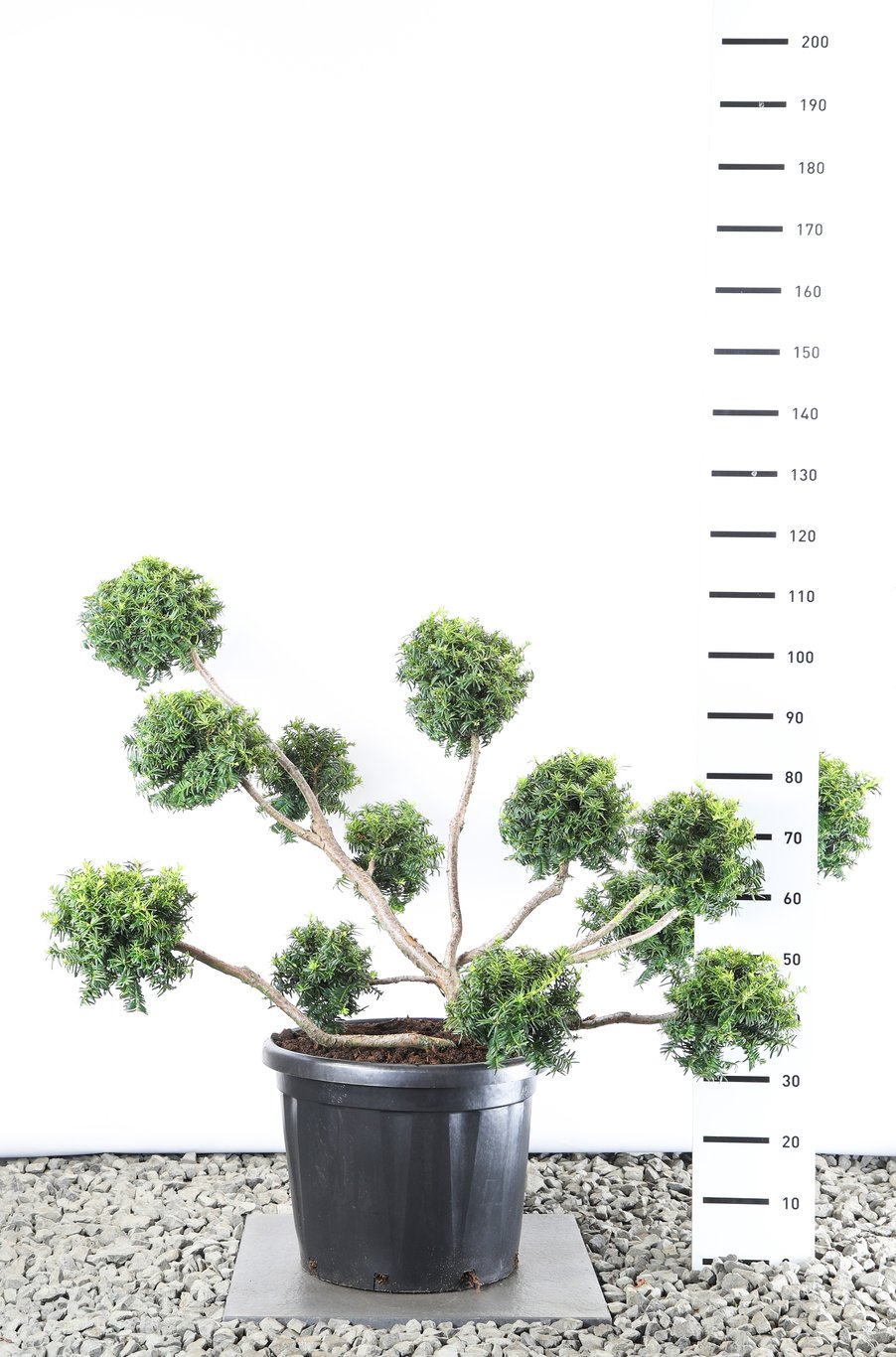 Taxus b. 'Summergold' - 100-125 CM PonPon EXTRA in Cont.